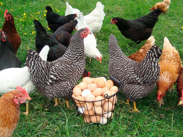 Содержание кур и уход за ними | ЗооТом - продажа, вязка и услуги для животных в Черемхово