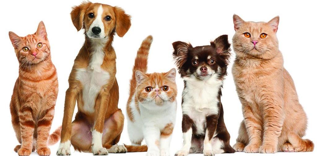 Доска объявлений о животных | ЗооТом - продажа, вязка и услуги для животных в Черемхово