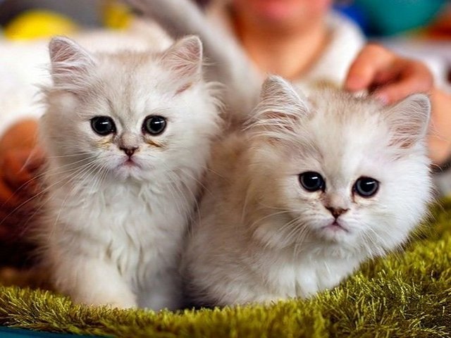 Породы кошек в Черемхово | ЗооТом портал о животных