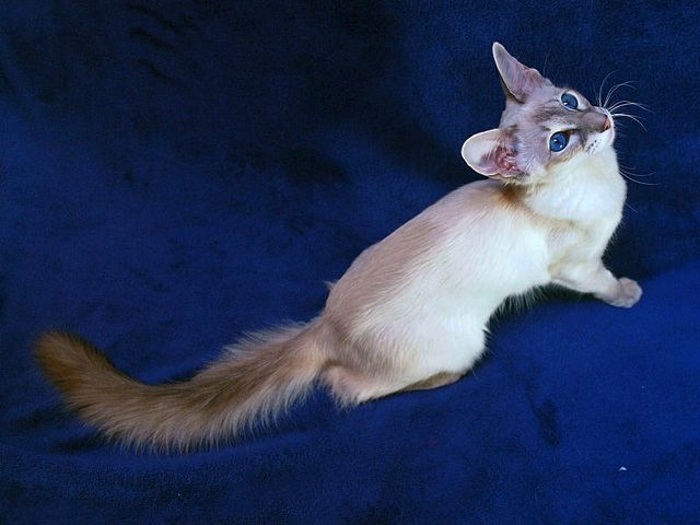 Выведенные породы кошек в Черемхово | ЗооТом портал о животных