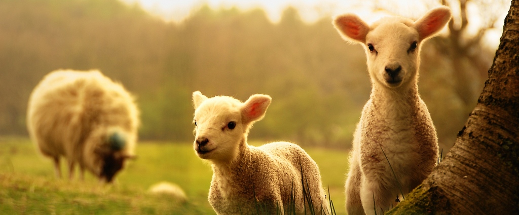 Объявления о сельскохозяйственных животных | ЗооТом - продажа, вязка и услуги для животных в Черемхово