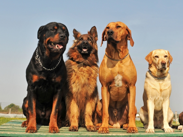 Крупные породы собак в Черемхово | ЗооТом портал о животных